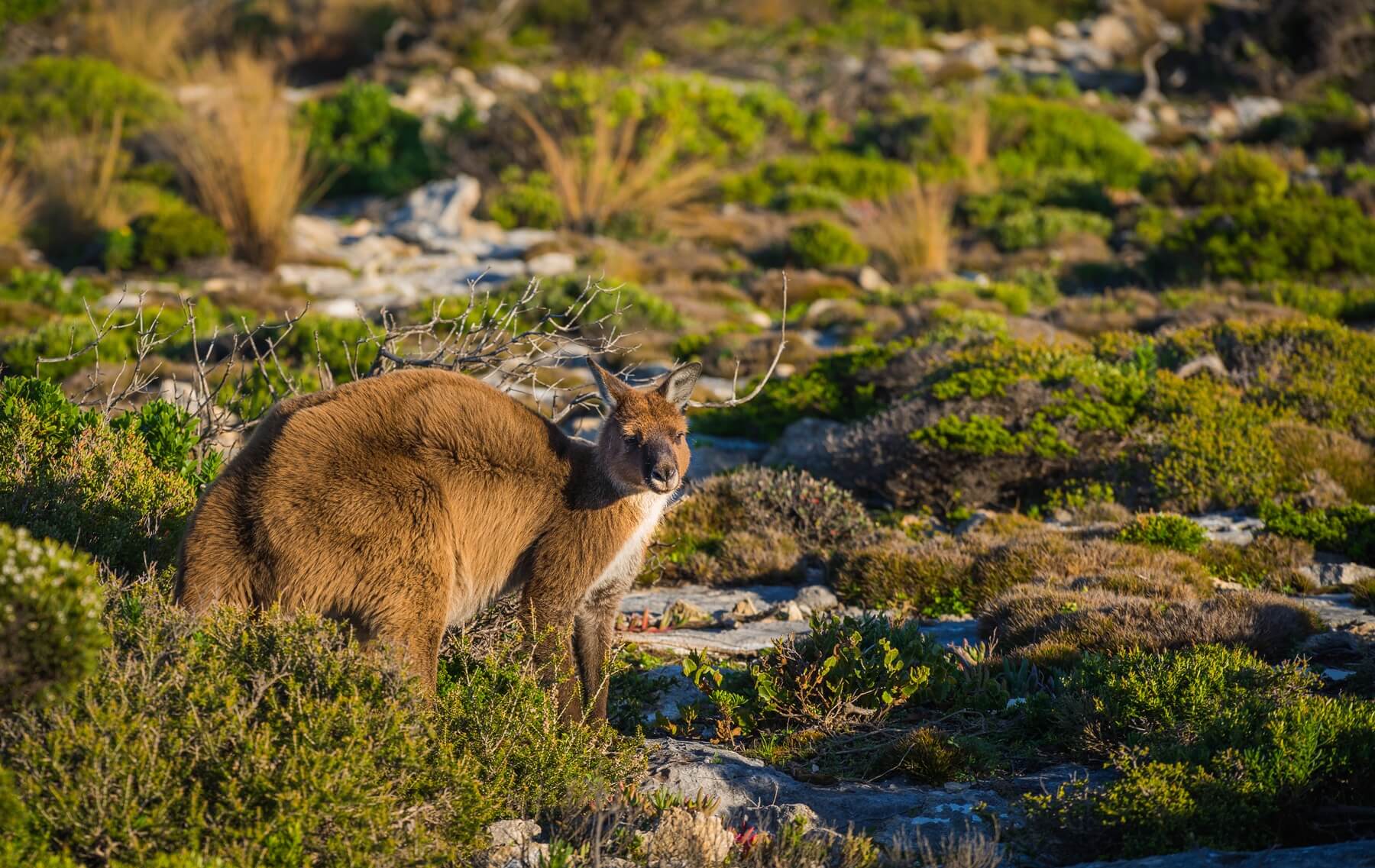 Sortir en Australie : îles et sites naturels